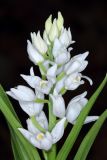 Cephalanthera longifolia. Соцветие и части листьев. Краснодарский край, г/о Сочи, Лазаревский р-н, окр. ж.-д. станции Чемитоквадже, гарь по гребню. 29 апреля 2021 г.