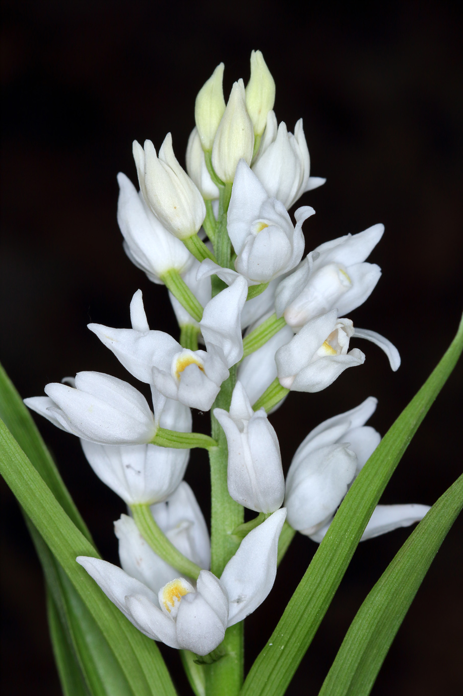 Image of Cephalanthera longifolia specimen.