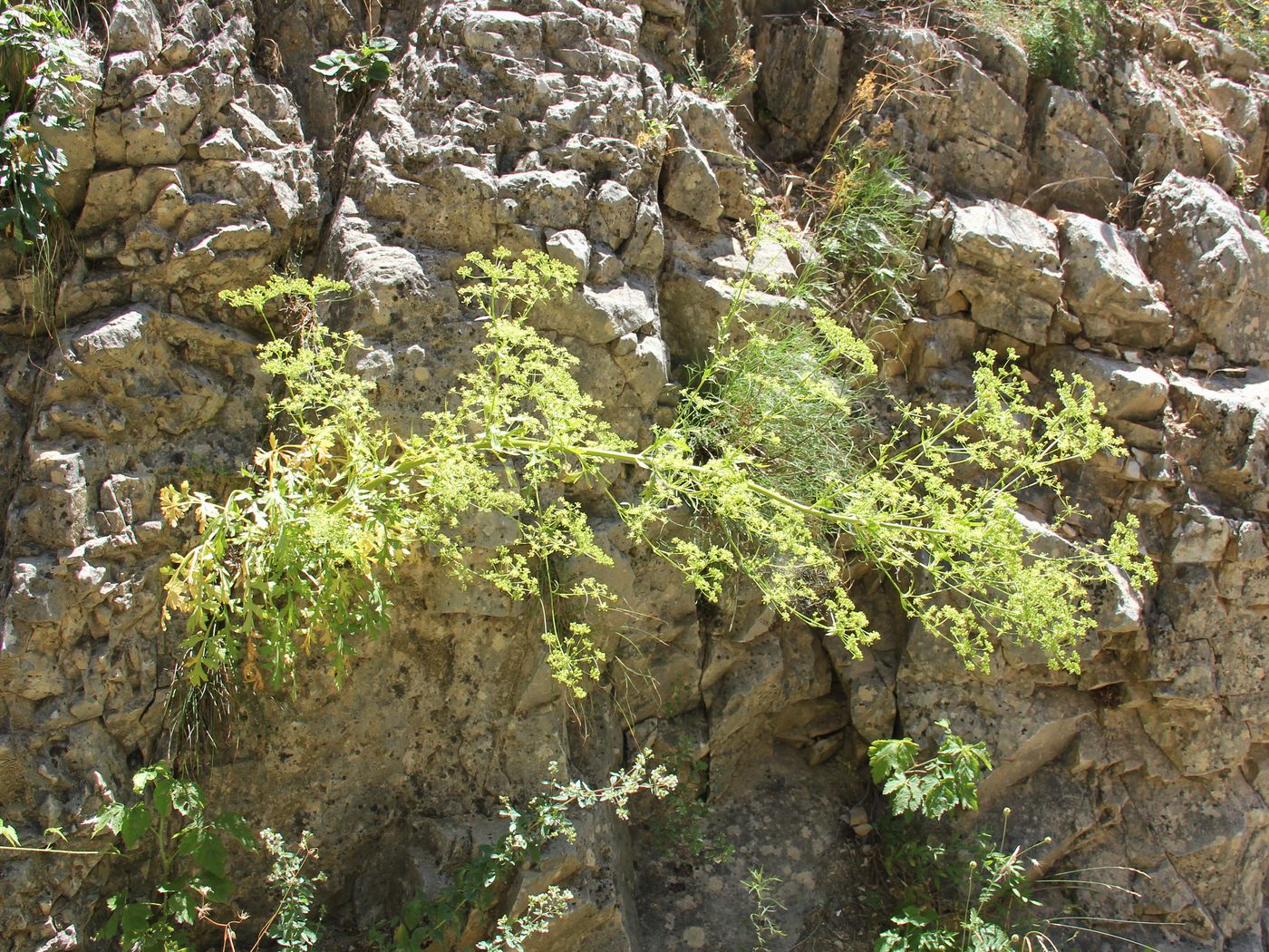 Image of Aulacospermum popovii specimen.