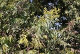 Corymbia torelliana. Ветви бутонизирующего и плодоносящего дерева. Израиль, г. Кирьят-Оно, в посадках вдоль дороги. 26.01.2022.