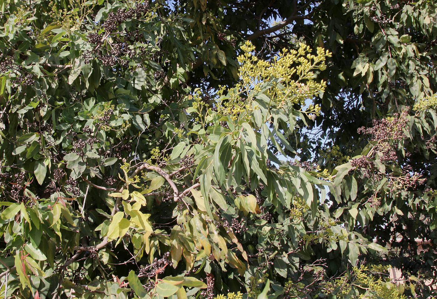 Image of Corymbia torelliana specimen.