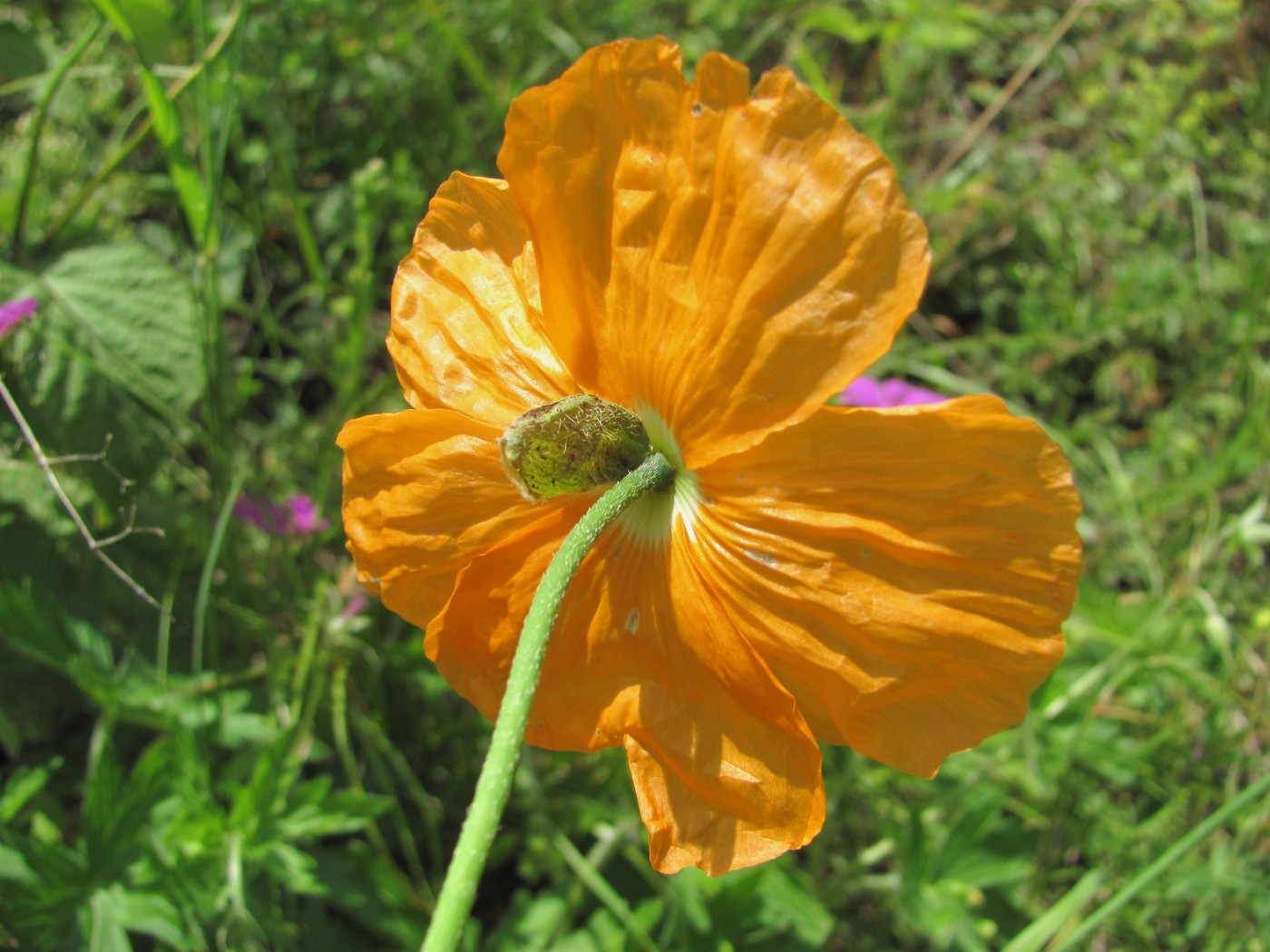 Image of Papaver oreophilum specimen.