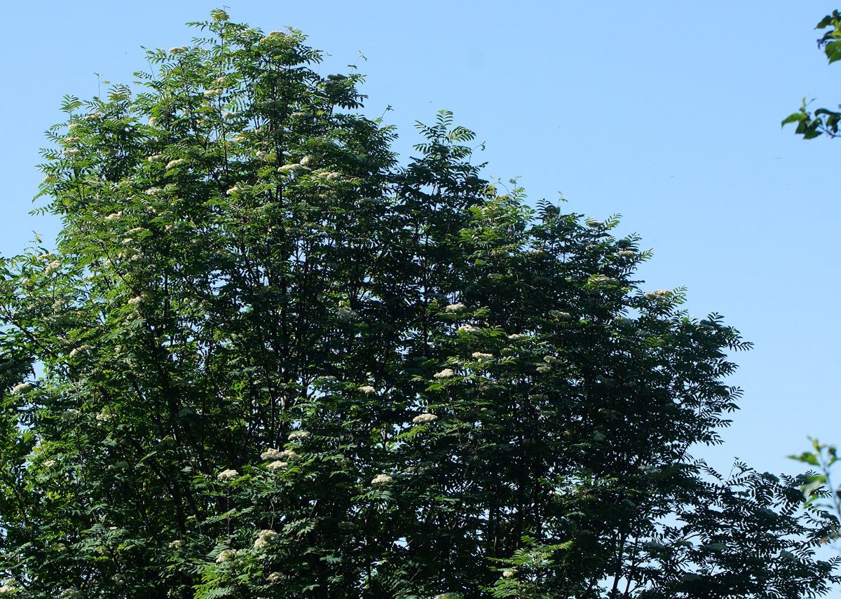 Image of Sorbus aucuparia specimen.