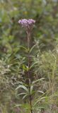 Eupatorium lindleyanum