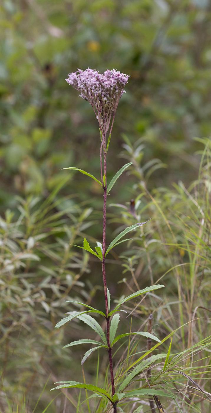 Изображение особи Eupatorium lindleyanum.