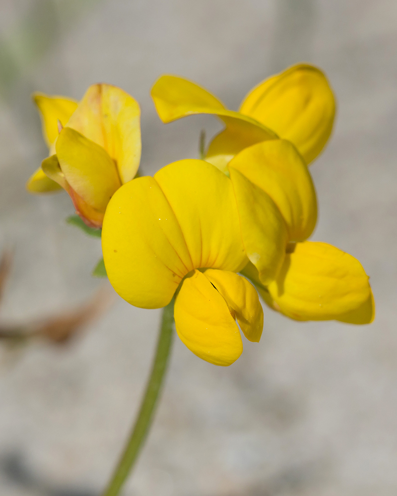 Image of Lotus caucasicus specimen.