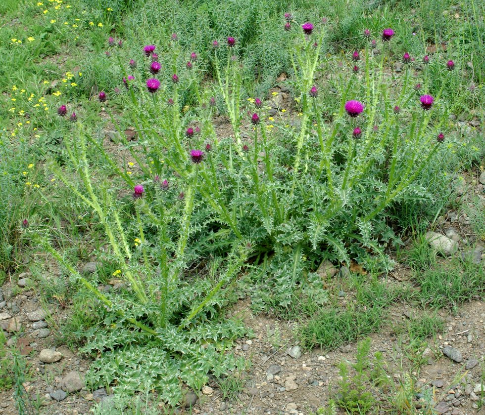 Изображение особи Carduus onopordioides.