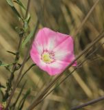 Convolvulus chinensis. Цветок. Республика Алтай, Улаганский р-н, окр. ур. Чегее, турбаза, на лужайке. 7 августа 2020 г.