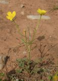 genus Ranunculus