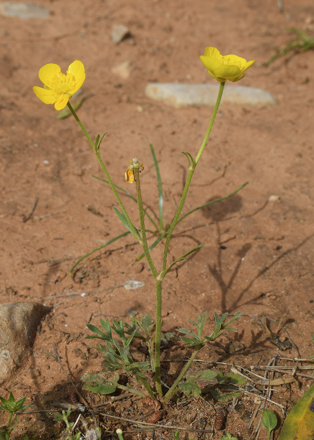 Изображение особи род Ranunculus.