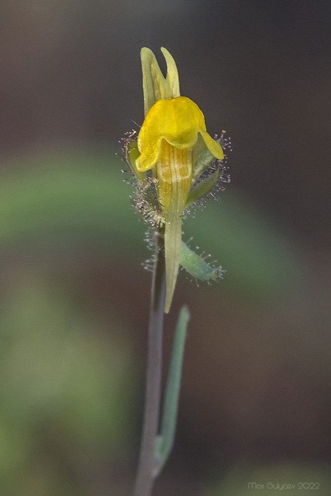 Image of Linaria simplex specimen.