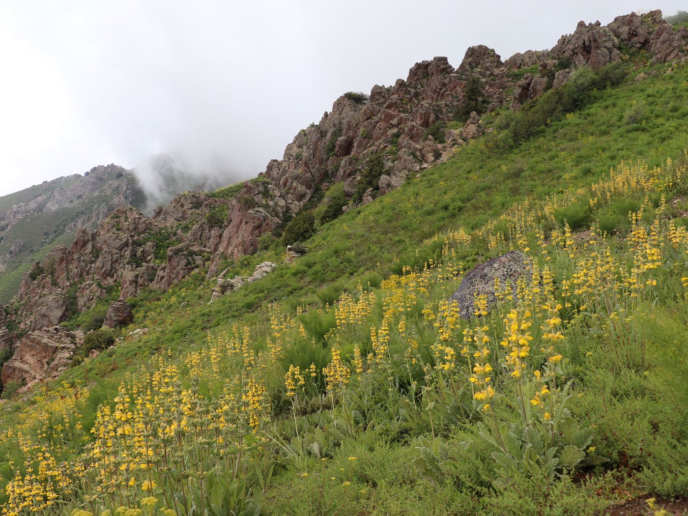 Изображение особи Phlomoides fulgens.