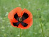 Papaver stevenianum