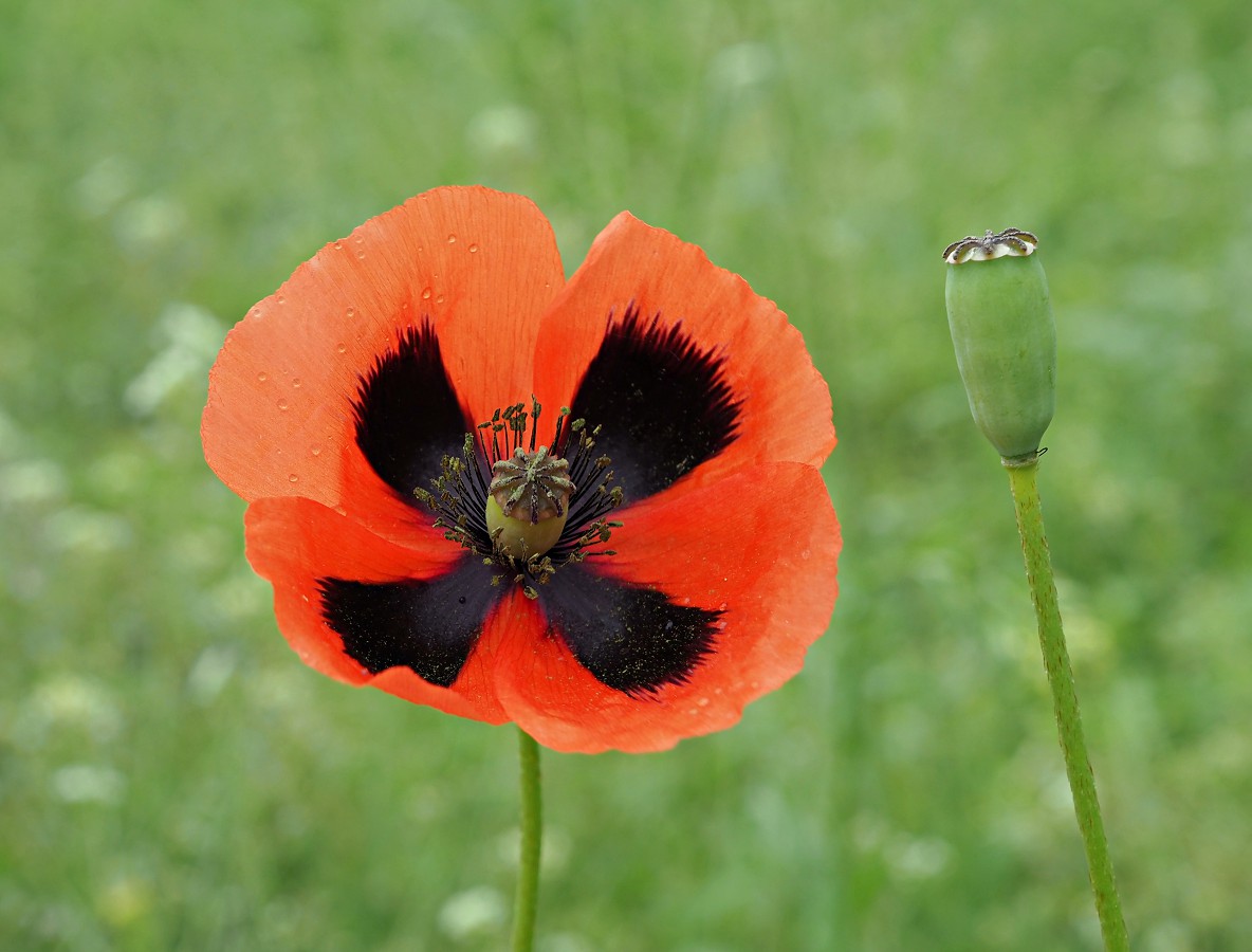 Image of Papaver stevenianum specimen.