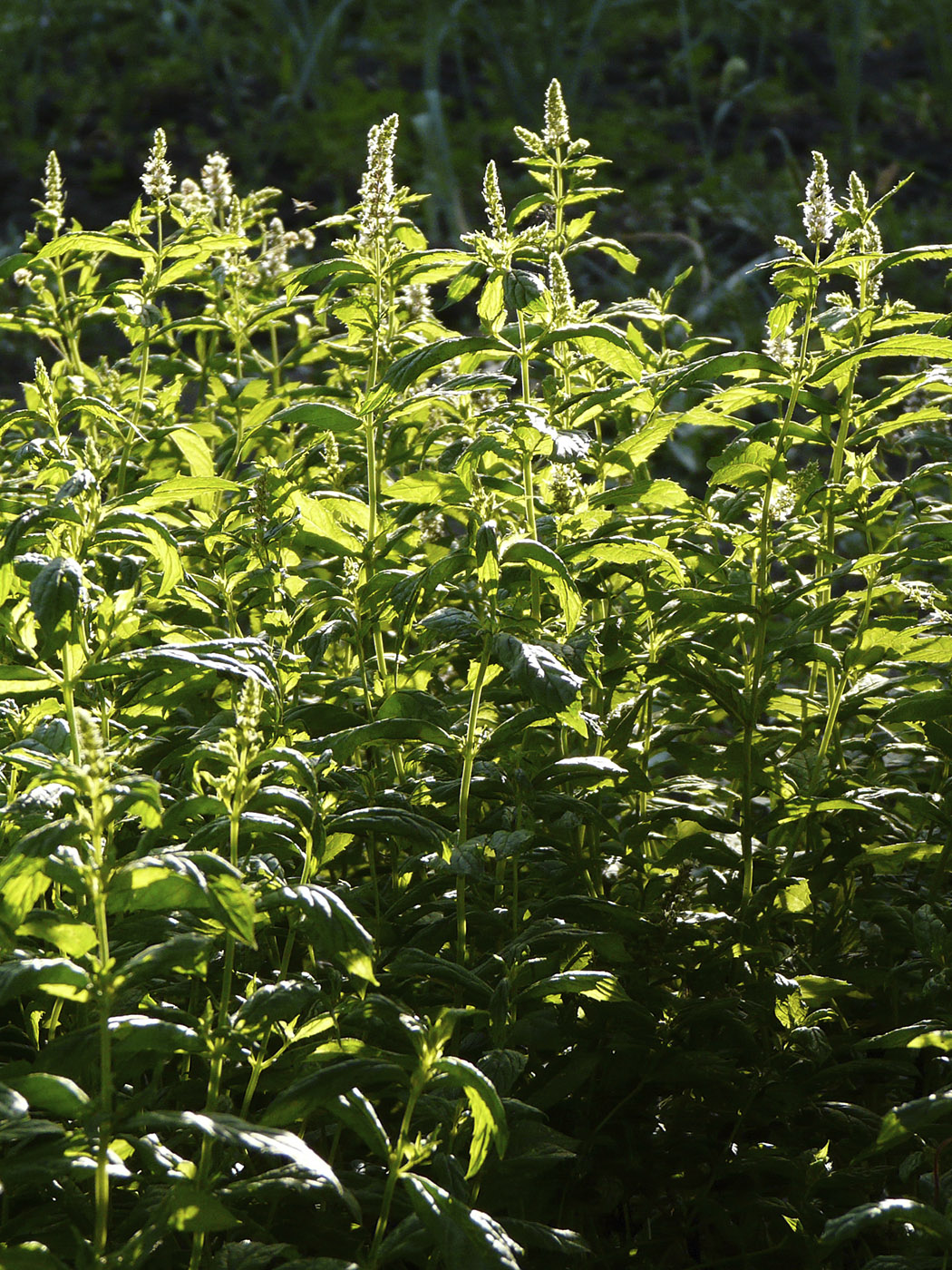 Изображение особи род Mentha.