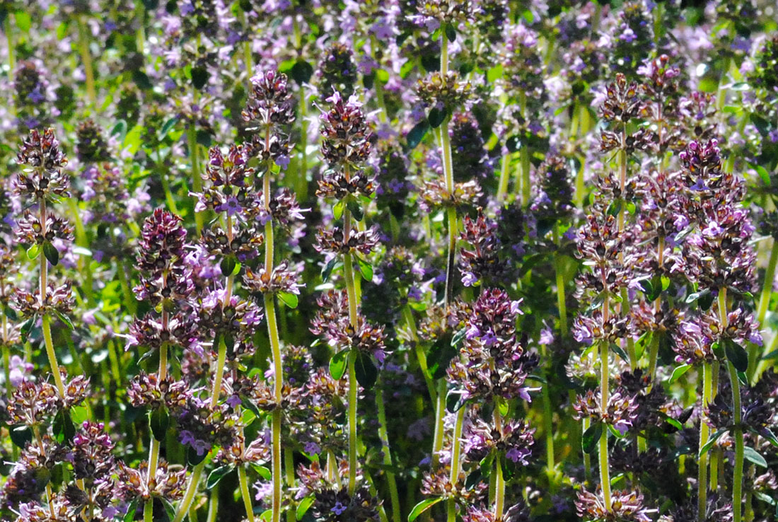 Изображение особи Thymus pulegioides.