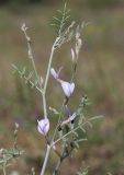 Astragalus karakugensis. Верхушка побега с соцветием. Дагестан, Кумторкалинский р-н, окр. с. Коркмаскала, песчаная степь. 22 мая 2022 г.