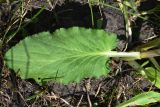 Eryngium planum. Прикорневой лист. Тульская обл., Плавский р-н, окр. пос. Молочные Дворы, луг. 24.07.2022.