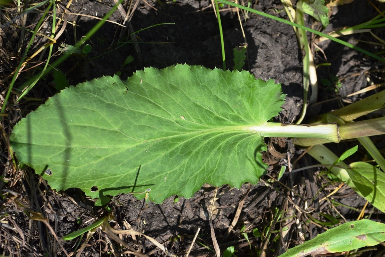 Изображение особи Eryngium planum.