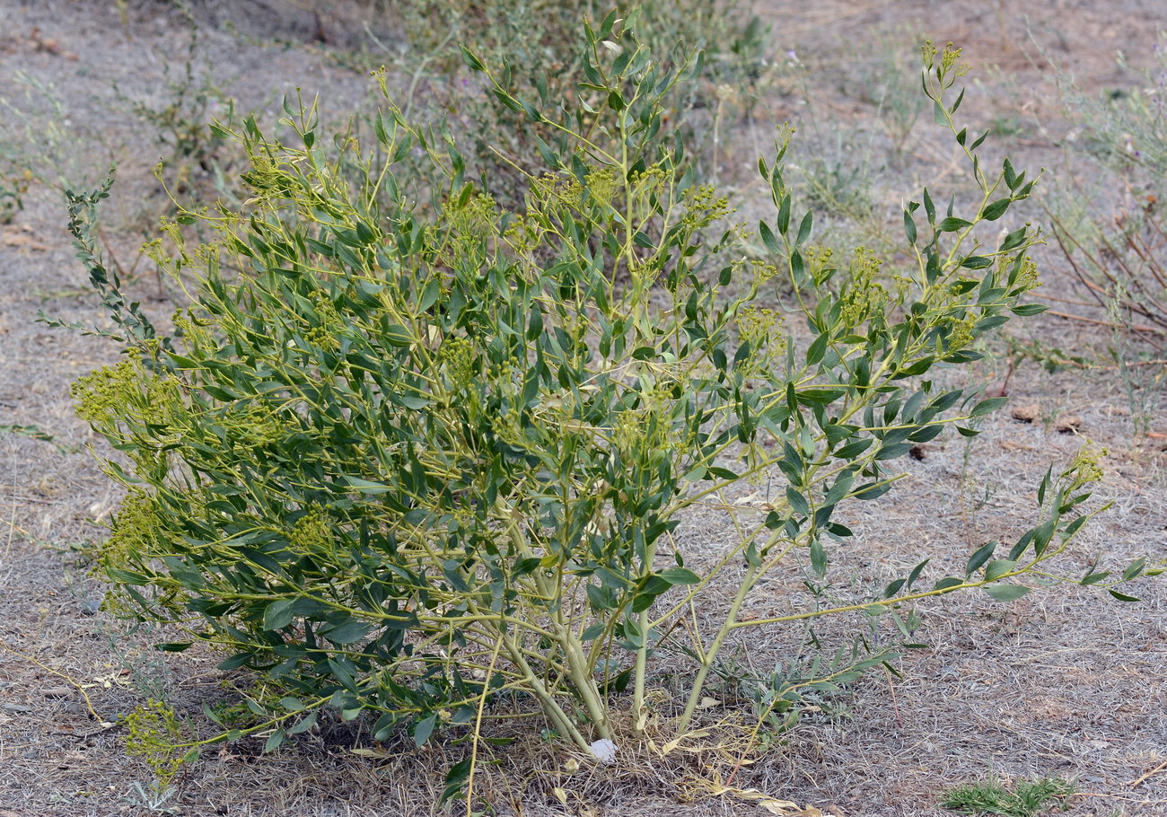 Image of Haplophyllum perforatum specimen.