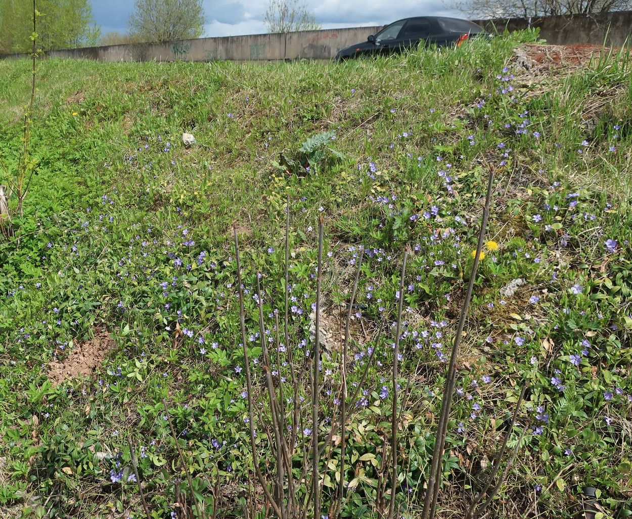 Image of Vinca minor specimen.