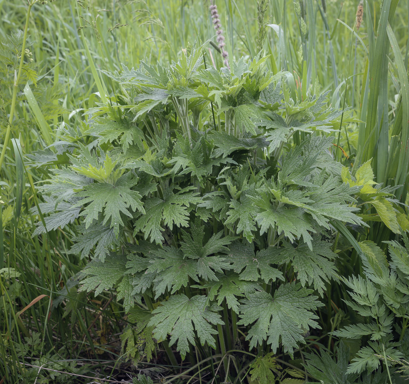 Изображение особи Leonurus quinquelobatus.