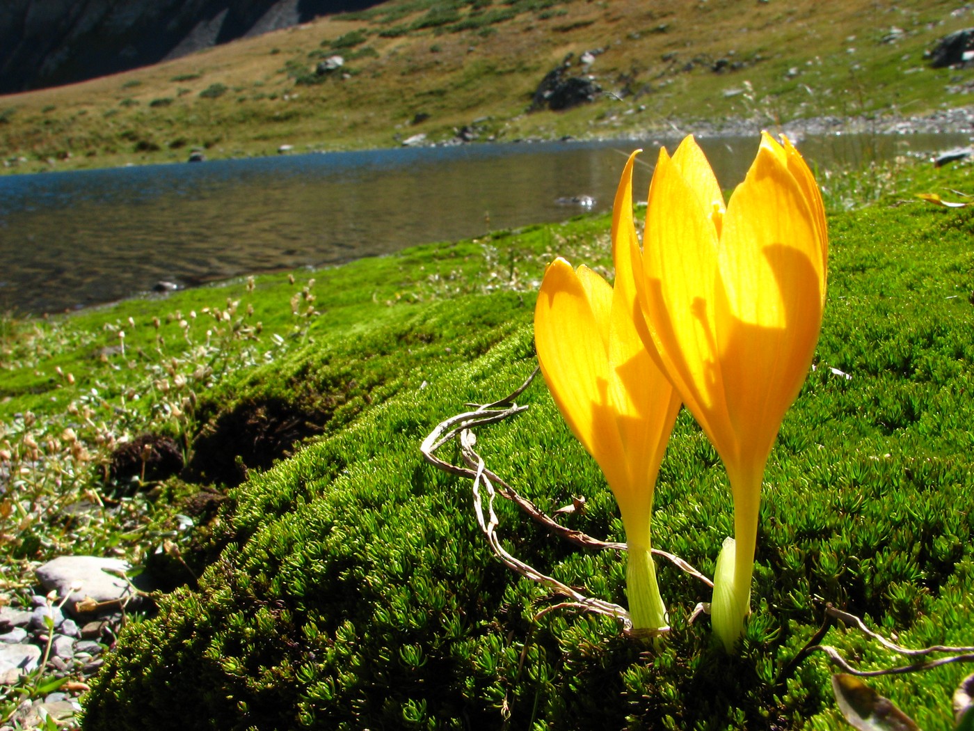 Image of Crocus scharojanii specimen.