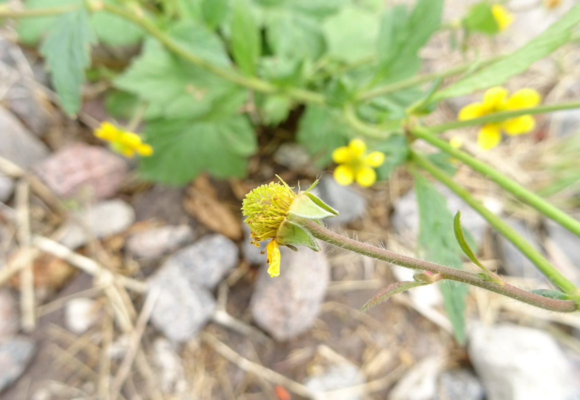 Изображение особи Geum macrophyllum.