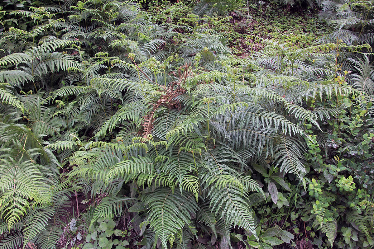 Изображение особи Pteridium aquilinum.