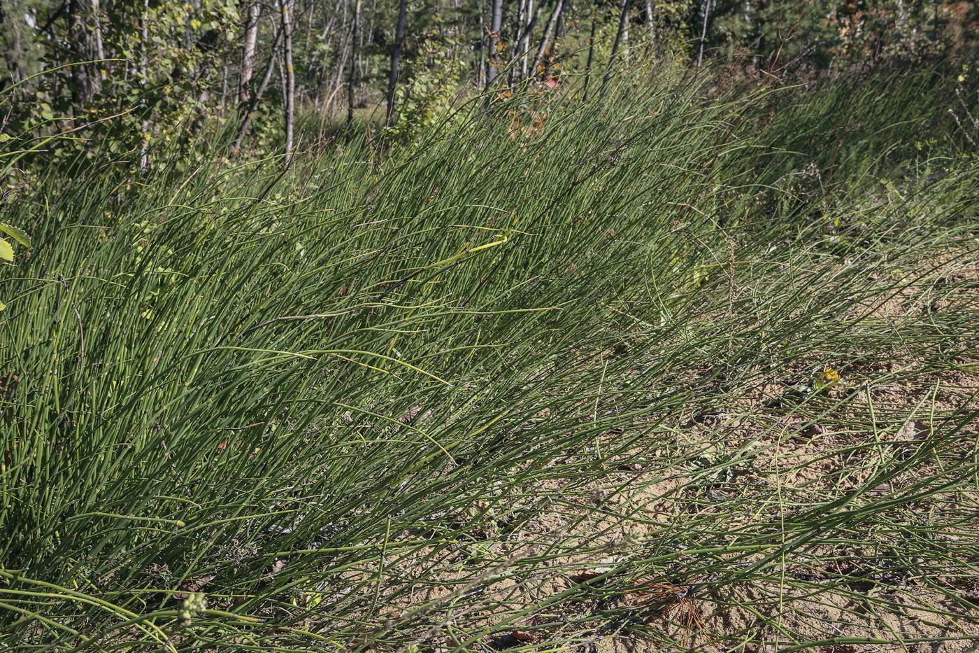 Image of Equisetum × moorei specimen.