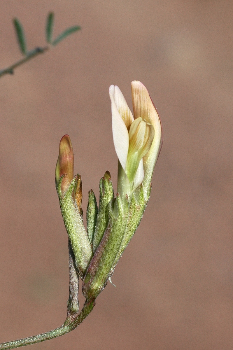 Изображение особи род Astragalus.