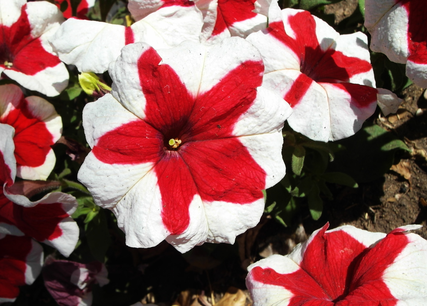 Изображение особи Petunia × atkinsiana.