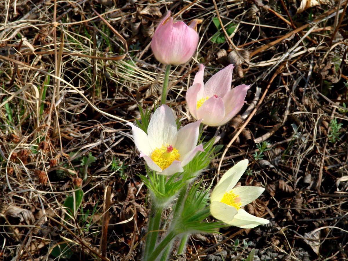 Изображение особи Pulsatilla orientali-sibirica.