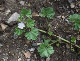 Malva neglecta