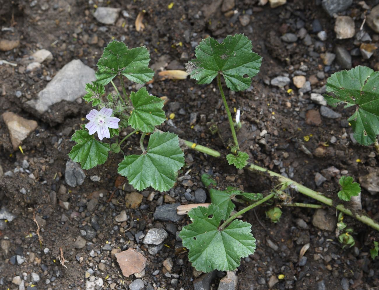 Изображение особи Malva neglecta.