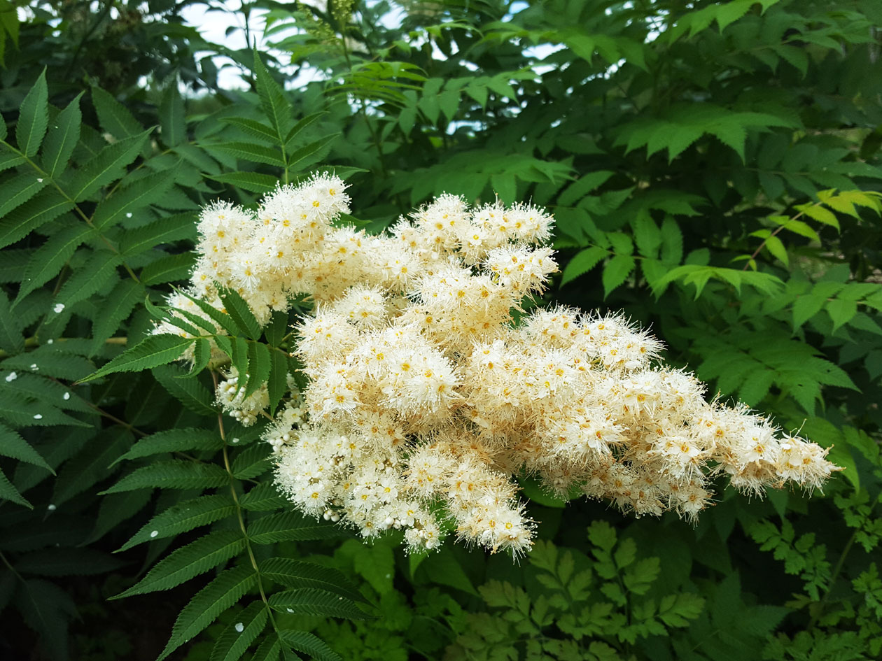 Image of Sorbaria sorbifolia specimen.