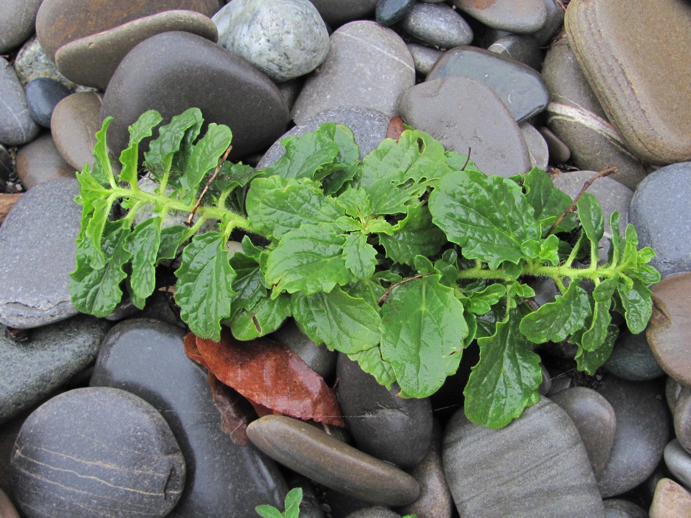 Image of class Magnoliopsida specimen.
