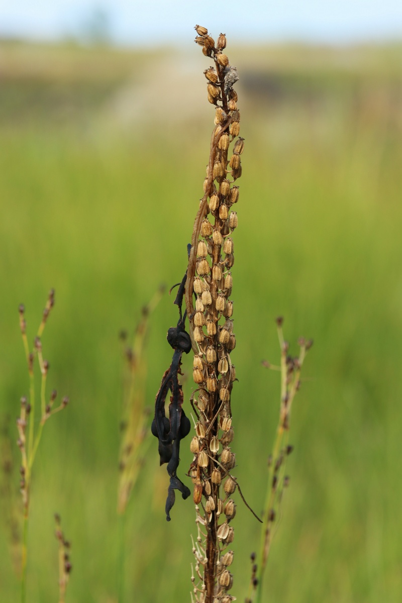 Image of Triglochin maritima specimen.