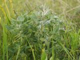 Nonea rossica