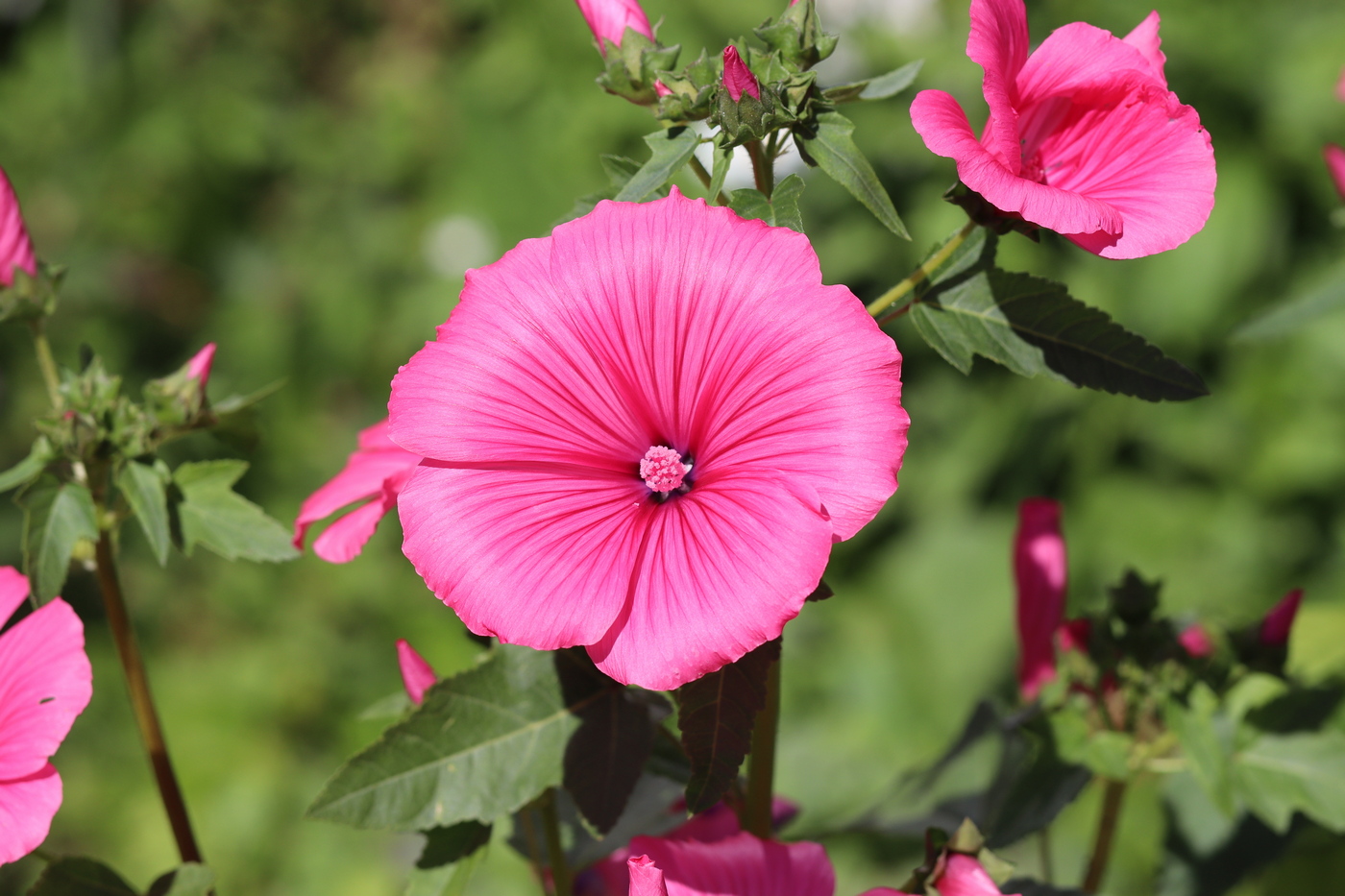 Image of Malva trimestris specimen.