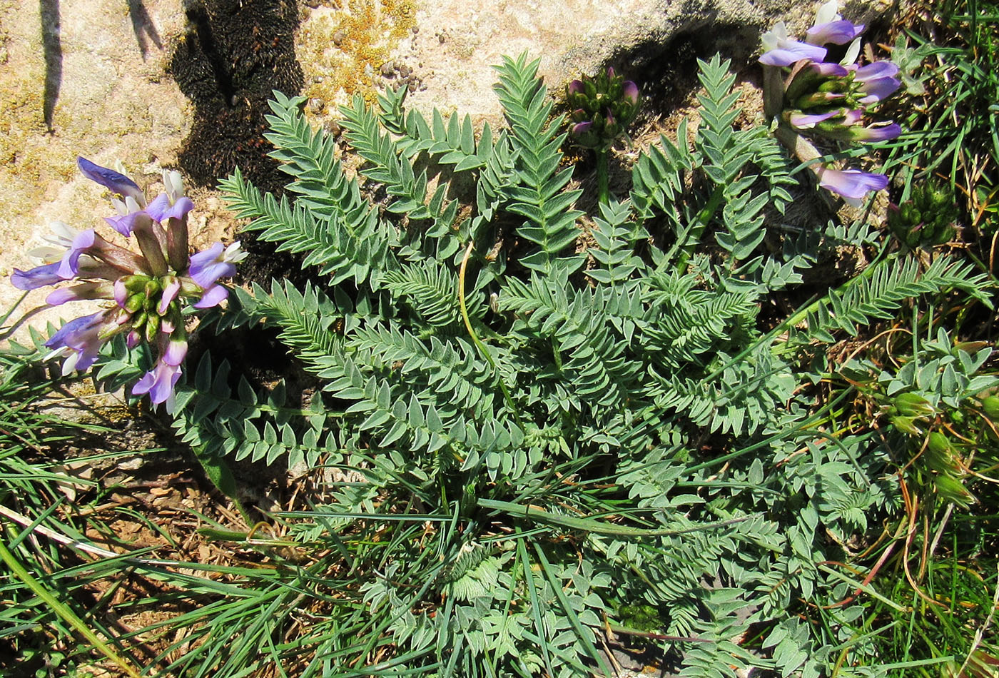 Изображение особи Astragalus masenderanus.