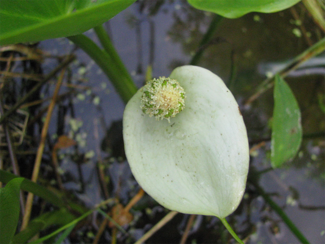 Изображение особи Calla palustris.