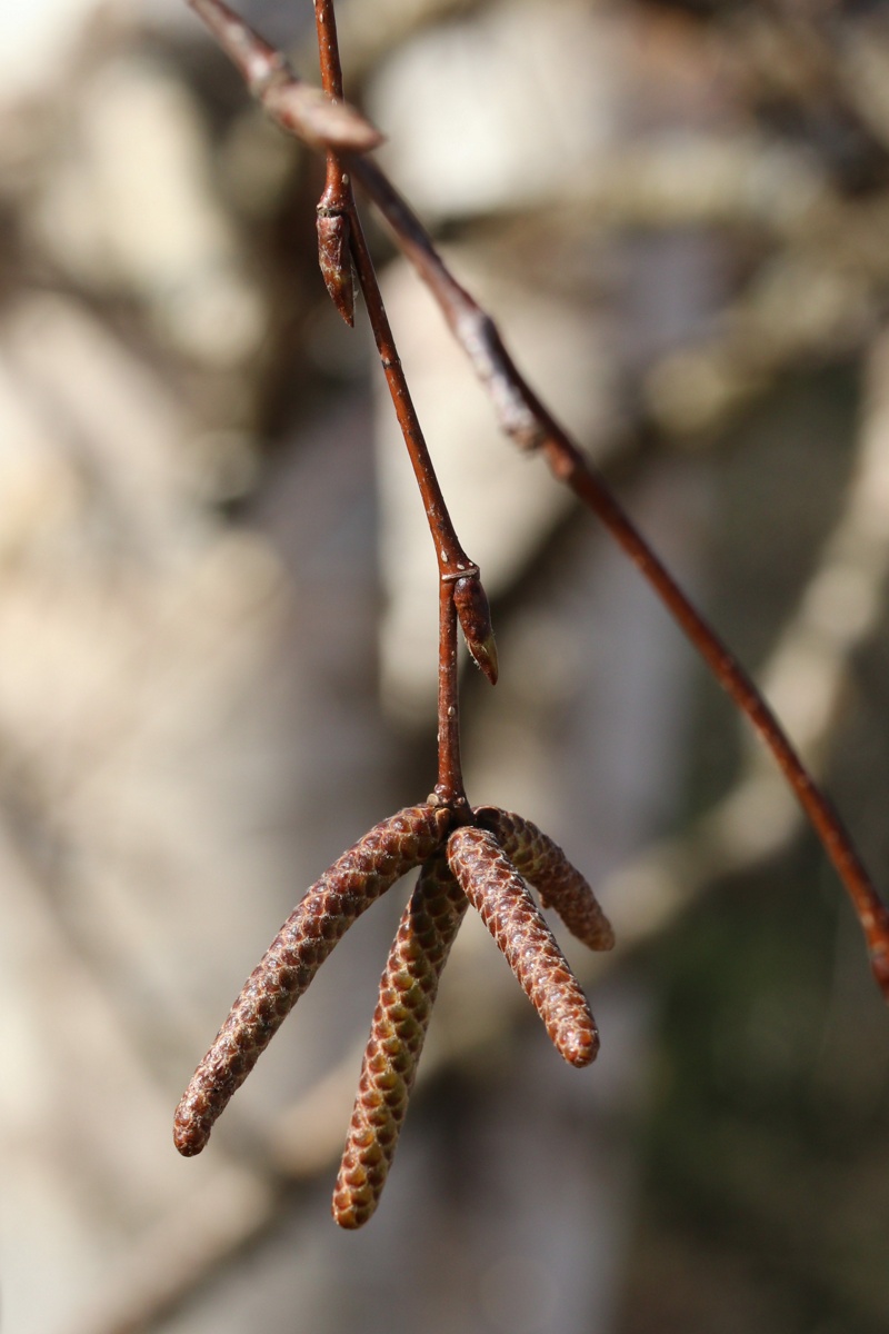 Image of Betula papyrifera specimen.