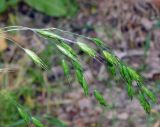 Bromus commutatus