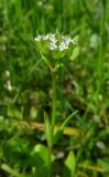 Valerianella locusta. Верхушка цветущего растения. Ростовская обл., Азовский р-н, дельта р. Дон, окр. хут. Узяк, берег ерика. 26.04.2023.