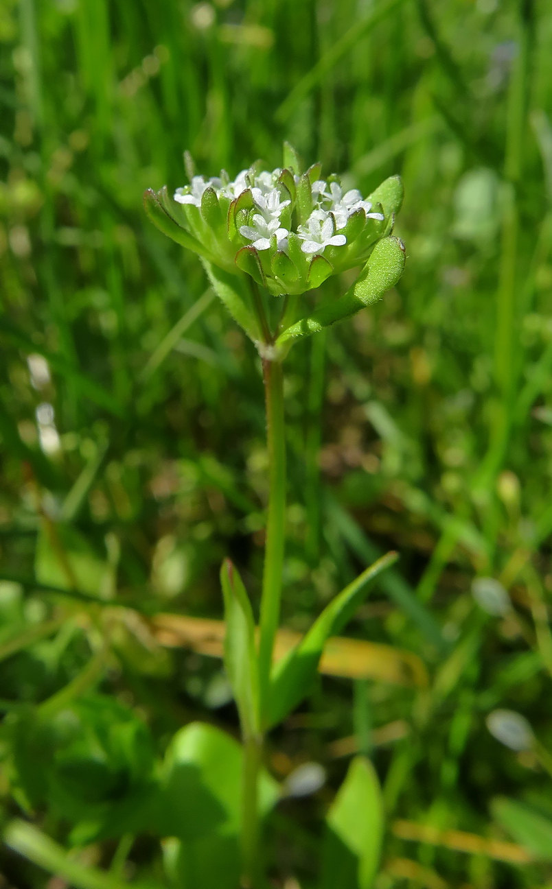 Изображение особи Valerianella locusta.