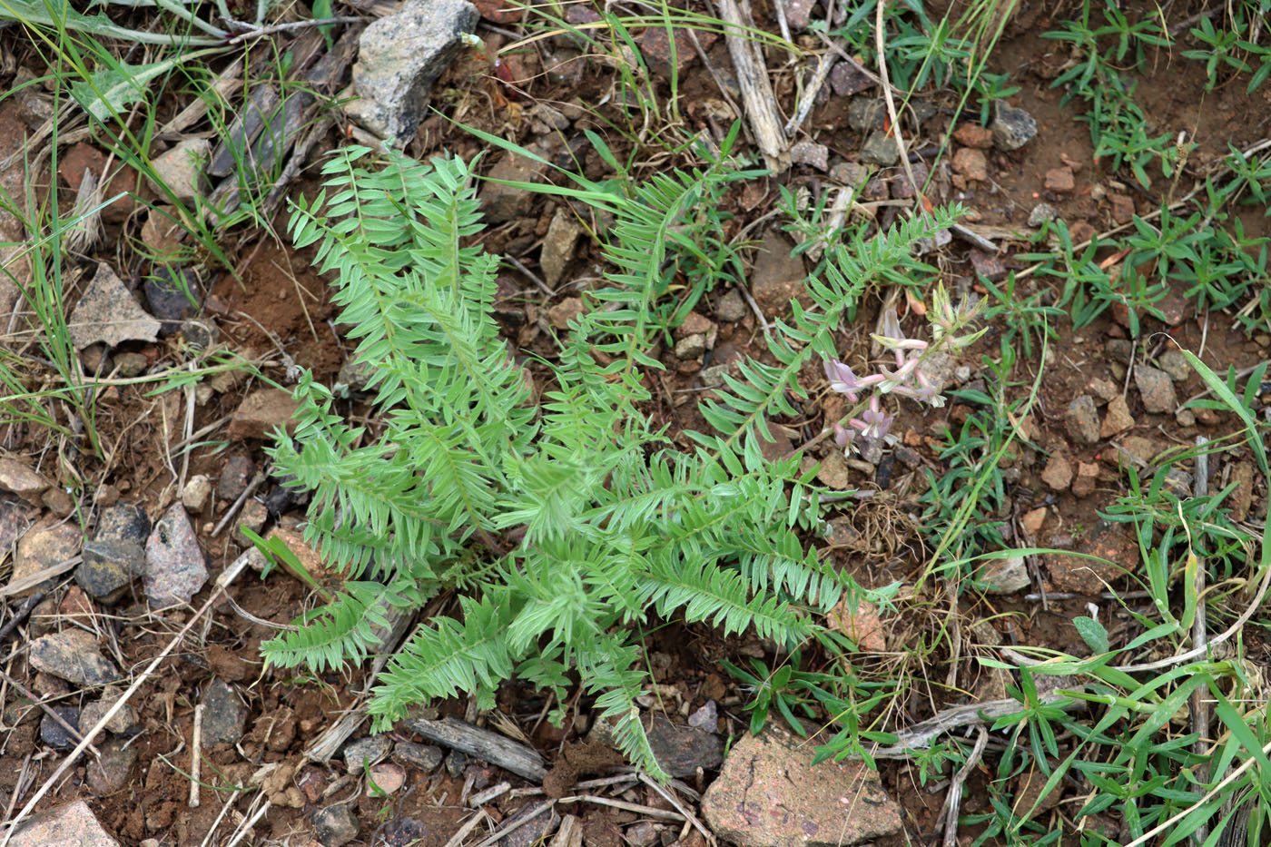 Image of Oxytropis ornata specimen.