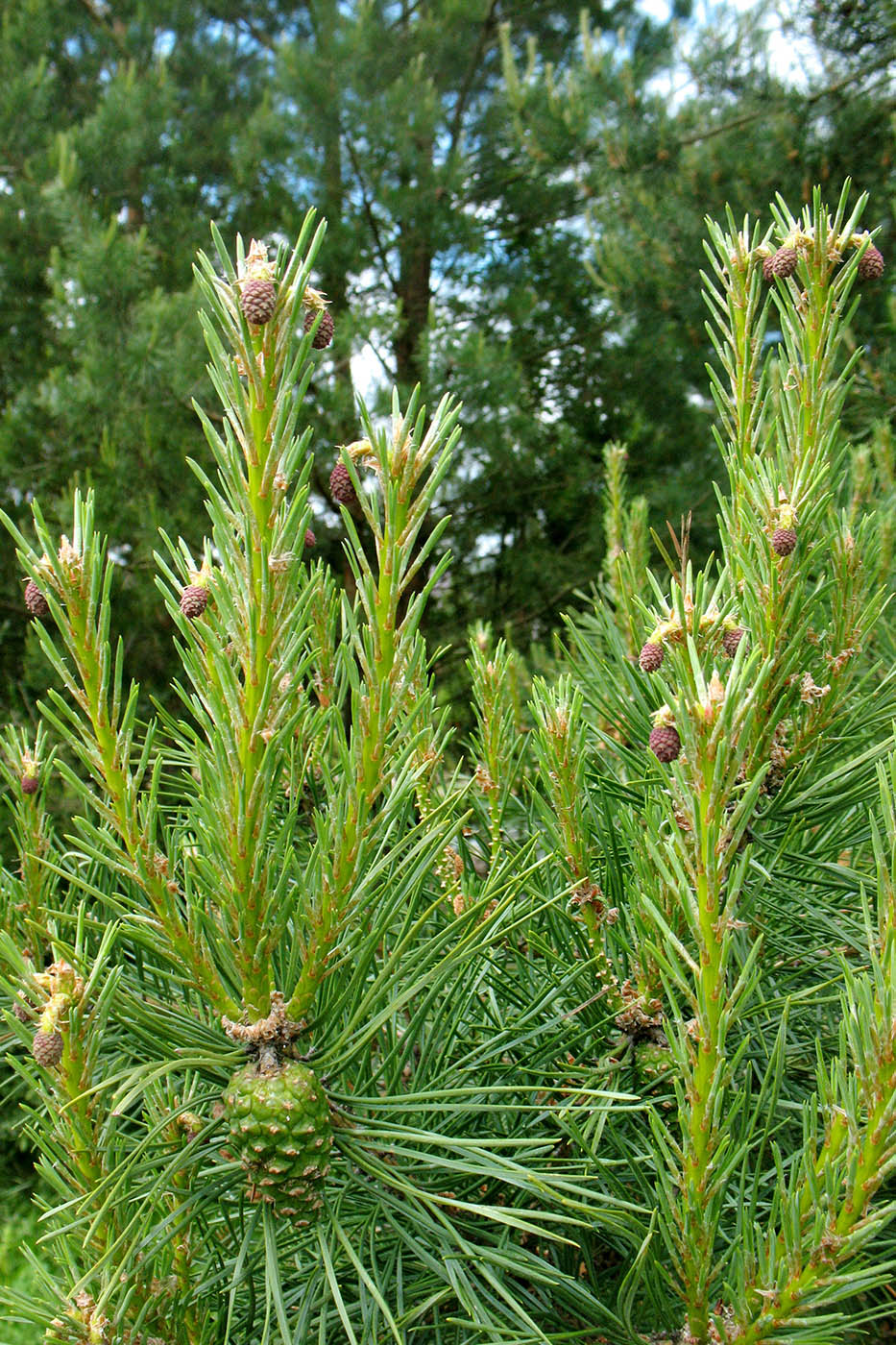 Изображение особи Pinus sylvestris.