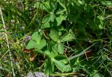 Trollius dschungaricus