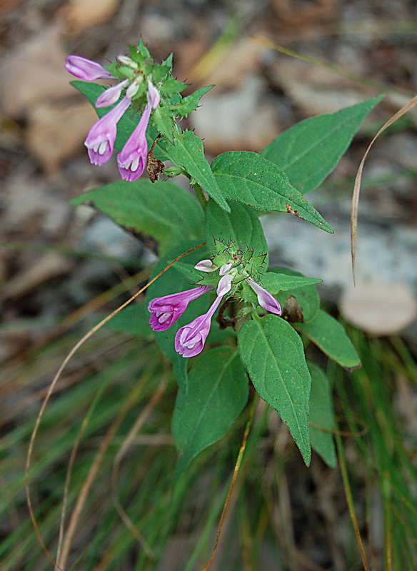 Image of Melampyrum roseum specimen.
